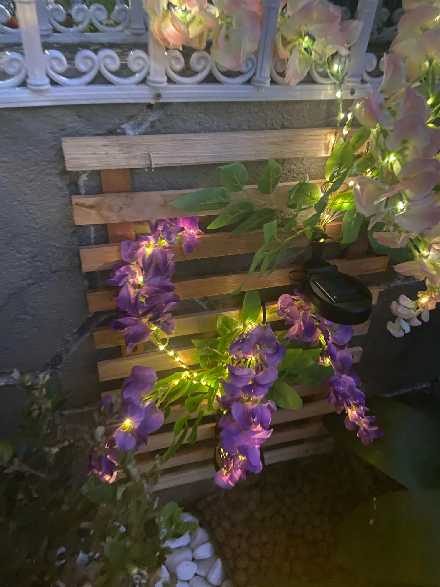 Plante glycine à fleurs solaire
