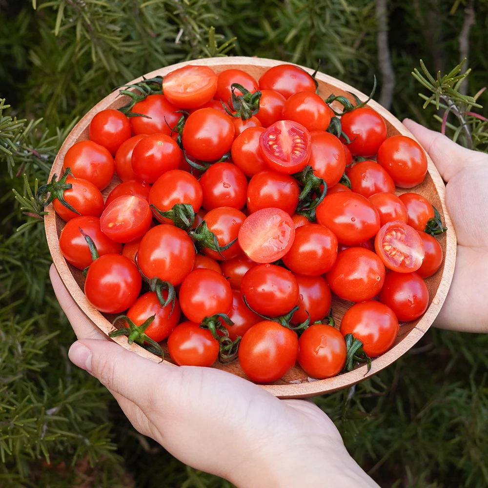 Sweet Mini Torrenze: Un Incontro Unico tra Pomodori e Arance che Rivoluziona il Tuo Cesto della Frutta