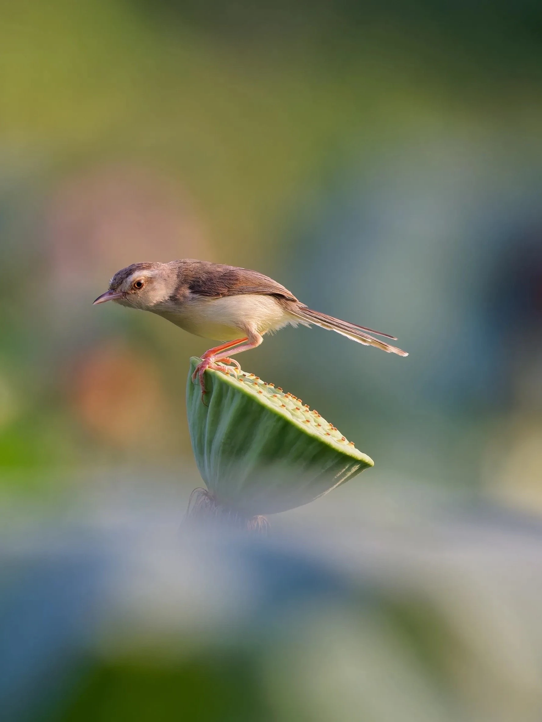 

Nostalgic Chaplin Shaker Engraving Stainless Steel Cocktail Boston Bar Shaker Barware