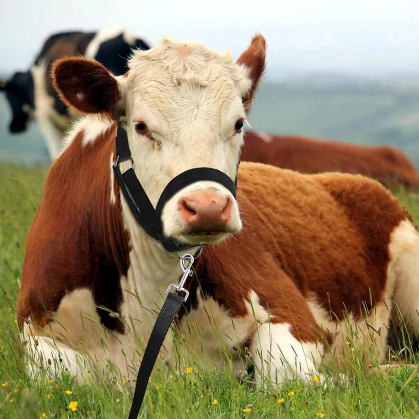 رسن البقرة مع مزرعة حبل رائدة قابلة للتعديل لأغنام الثور الحصان، مستلزمات أساسية لحظيرة الحمار الحيوانية الاحترافية