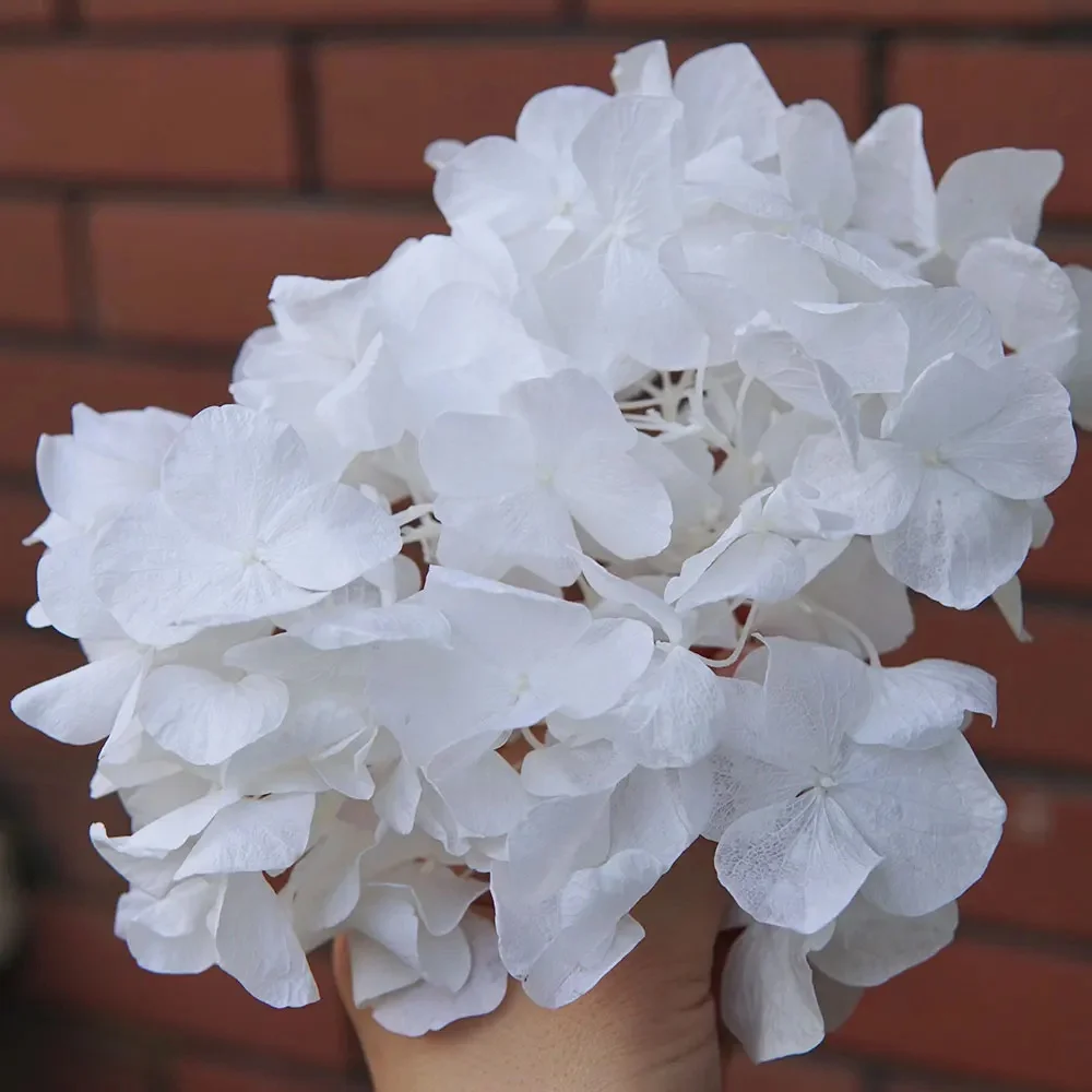 Hortensia gros pétales Macrophylla hortensia conservé décor de bureau fleurs conservées décoration de la maison décoration de mariage