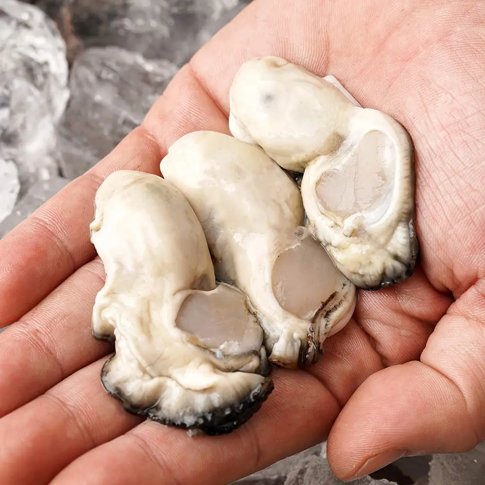 Quality guaranteed Tonging day work live oysters 1kg 2kg Singing pack packing