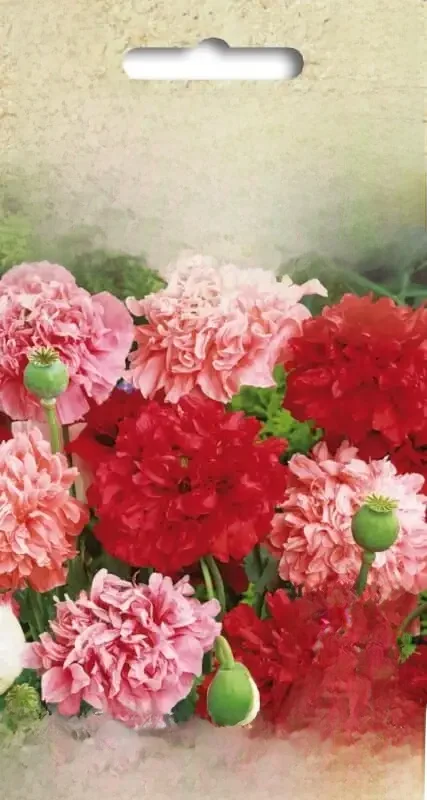 Coquelicot d'été mélange complet de graines de fleurs pour la maison et le jardin terrasse fleurs 0.5g