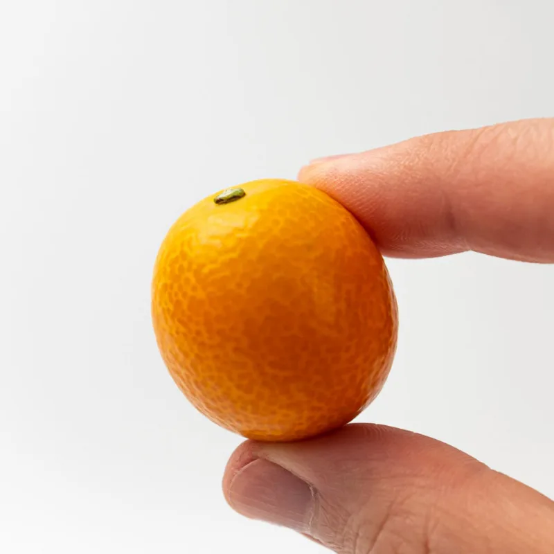 First to be released! Jeju kumquat hit by sea wind 1kg