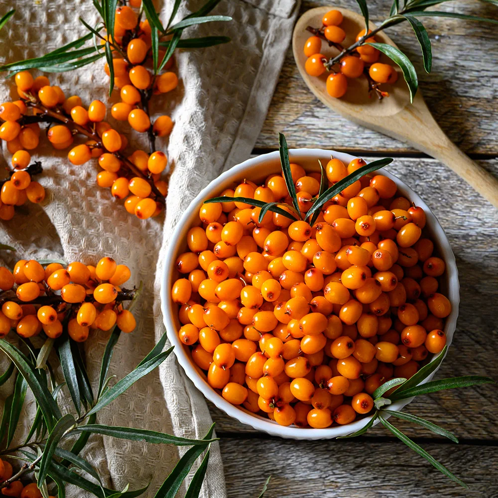 국내산 비타민나무 열매 생과 주스용 6시내고향 천연비타민 Sea buckthorn
