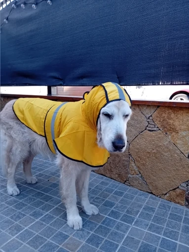 Customer review photo for Waterproof Dog Raincoat — Adjustable, Windproof & Hooded
