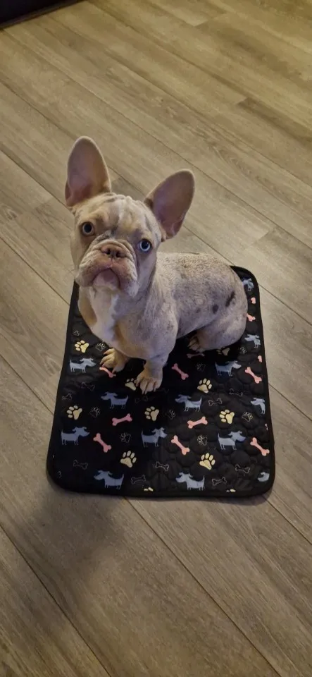 Customer review photo for Washable Reusable Dog Pee Pad