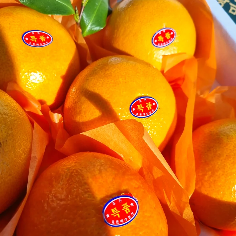 [당도선별] 프리미엄 설날 추석 제주 황금향 선물세트