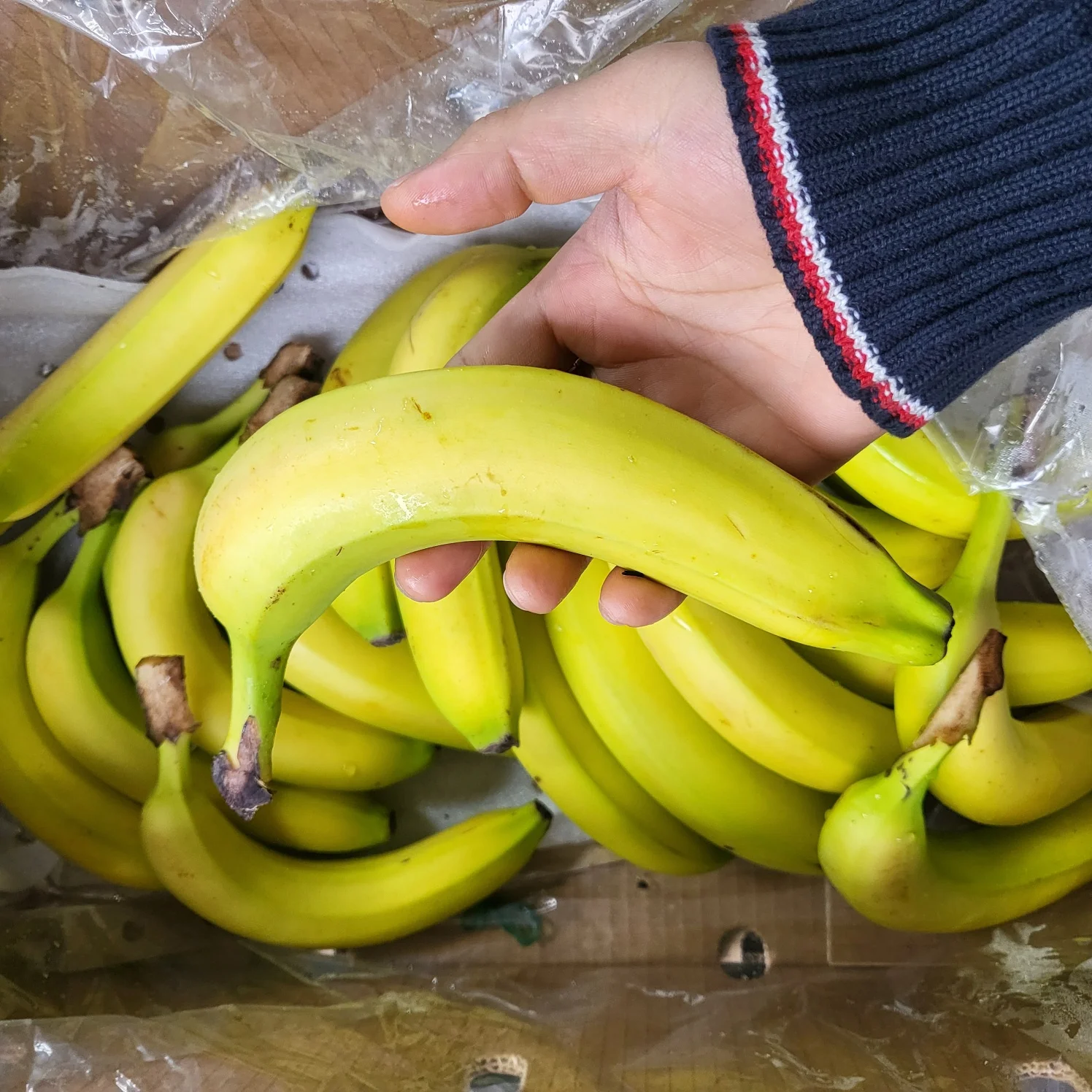 [My Daldang] pisang Waktu Nyata 3kg (sekitar 20 buah)