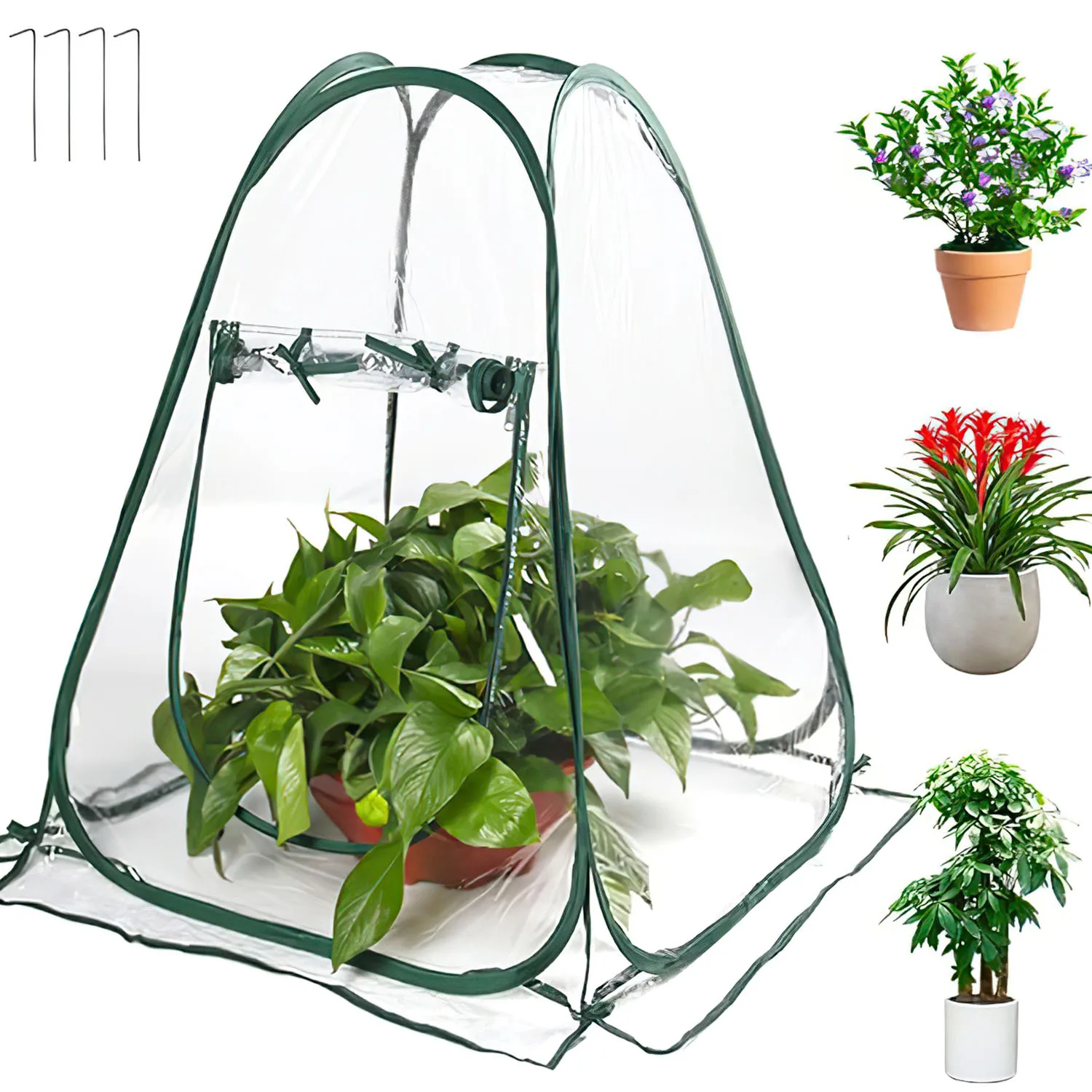 Mini serra per piante – 70x70x80 cm, in PVC impermeabile, con 4 picchetti da terra, colore verde scuro e trasparente – protezione per piantine, erbe aromatiche e giovani piante in giardino, sul