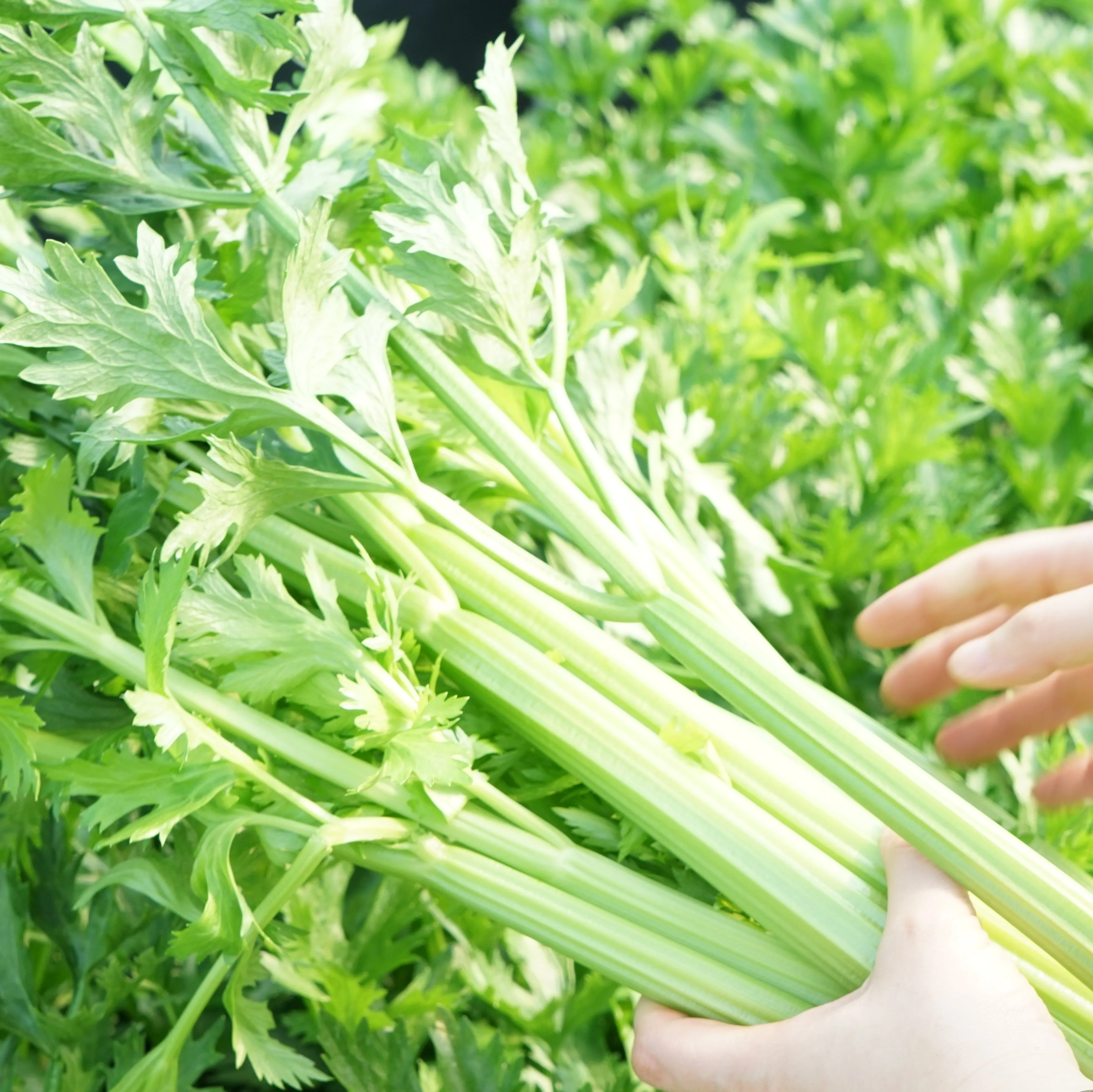 500g celery for reproductive celery for juice 1kg 2kg 3kg 5kg 10kg