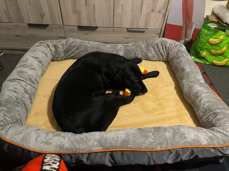 Dog bed review 1
