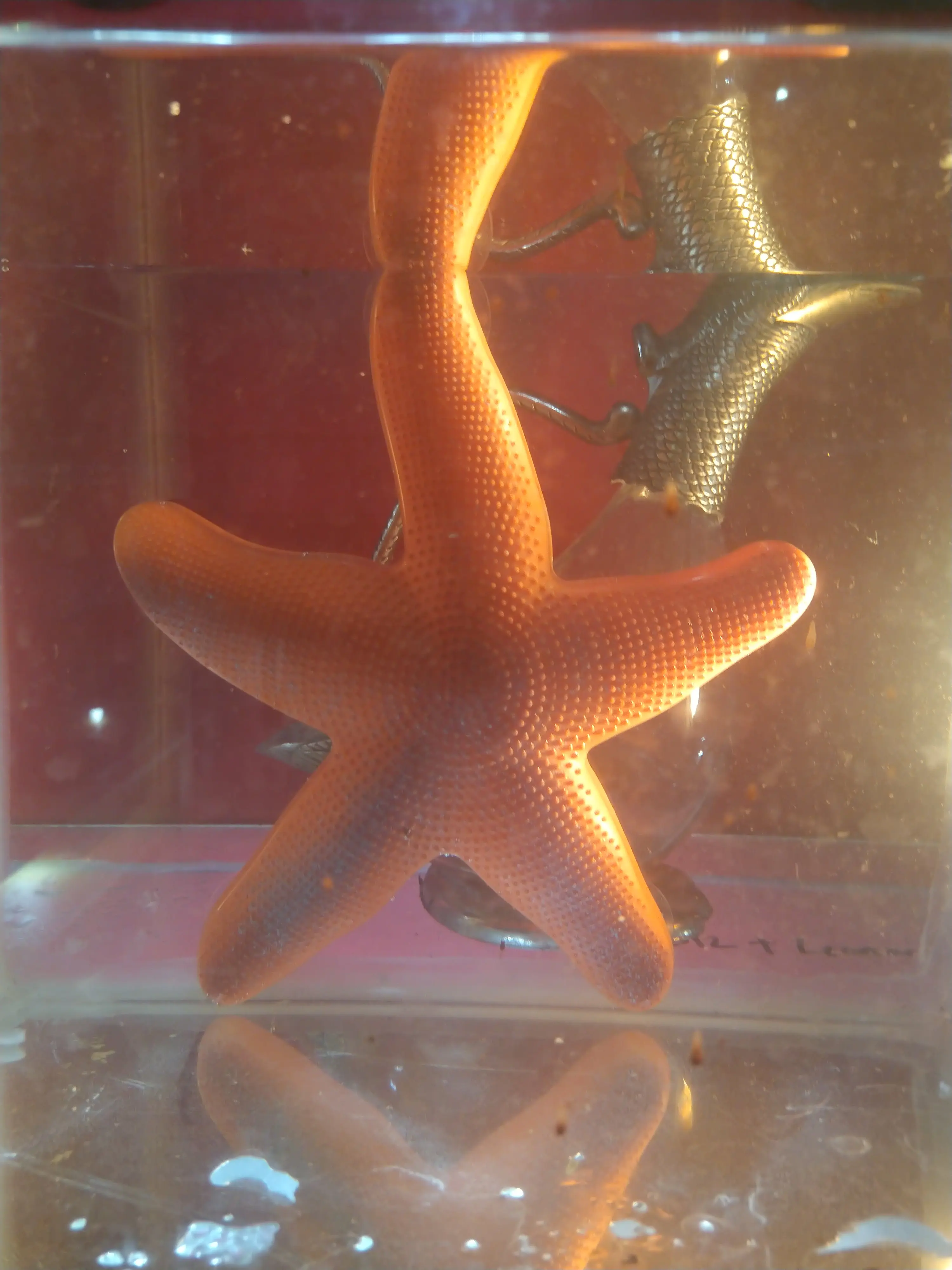 starfish thermometer plastic nearly 23 cm 1 pcs aquarium thermometer quality made by bio aquatic