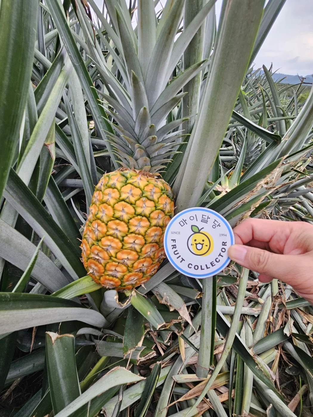 [마이달당] Dole 파인애플 2수 2.4~2.8kg 내외