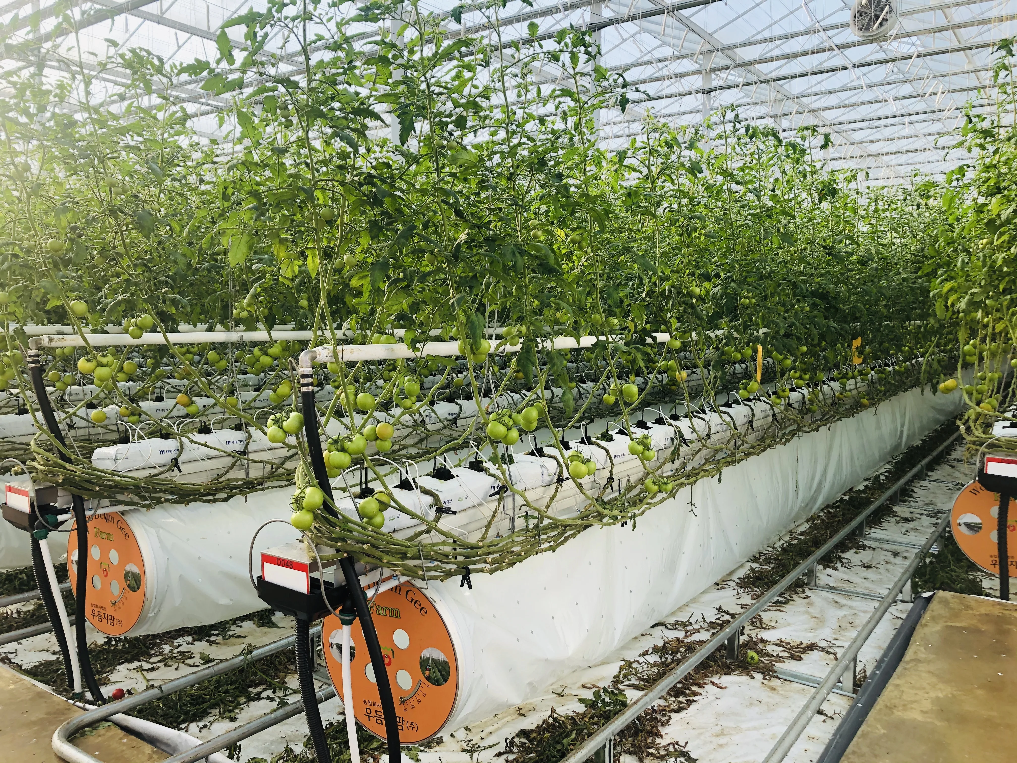 완숙 찰 토마토 대추 방울토마토