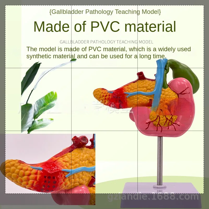 Modelo de vesícula biliar de duodeno pancreas com navios, biologia, modelo anatômico de corpo humano em tamanho real para nervos, ajuda de laboratório de ensino escolar
