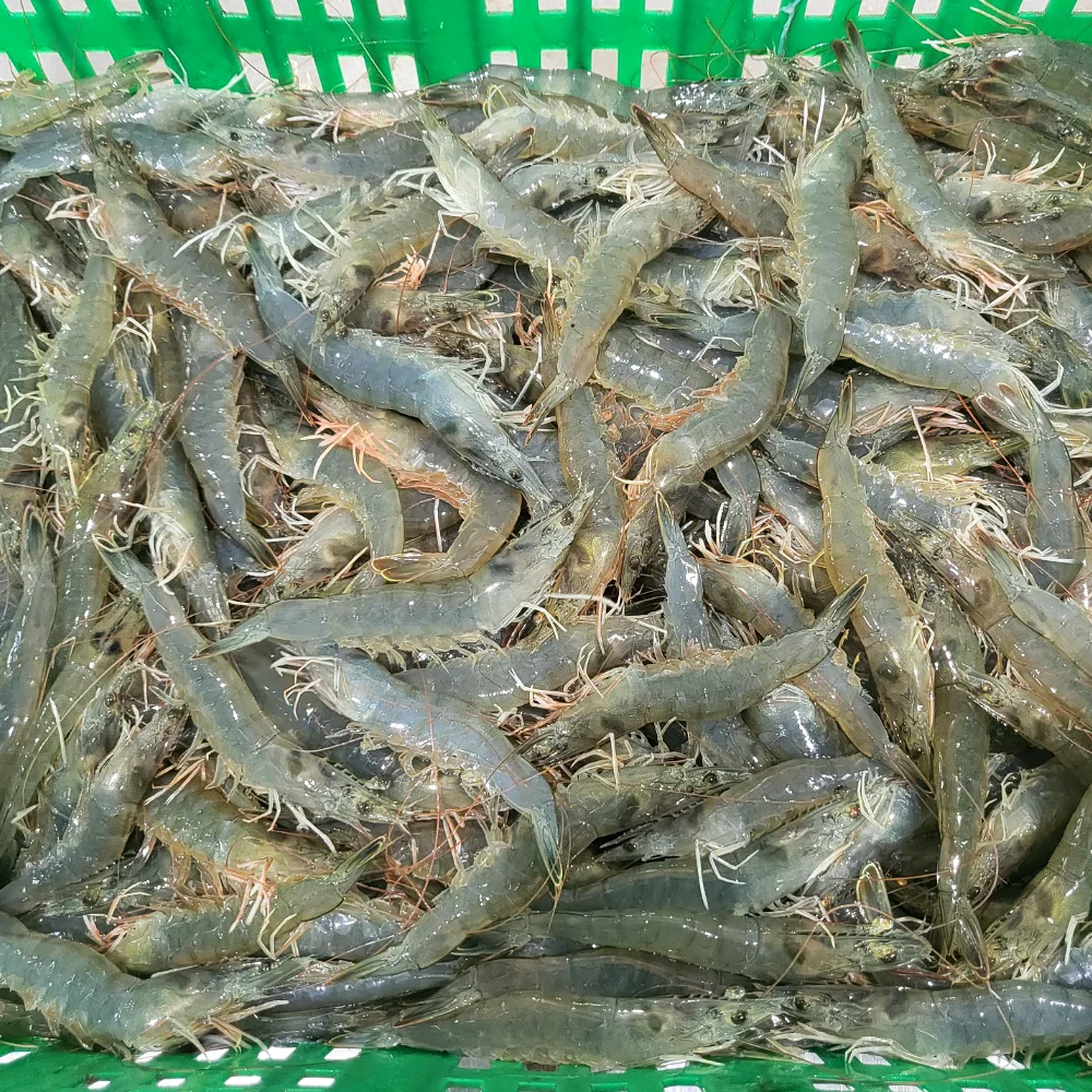 국산 활 흰다리새우 1kg 왕새우 대하