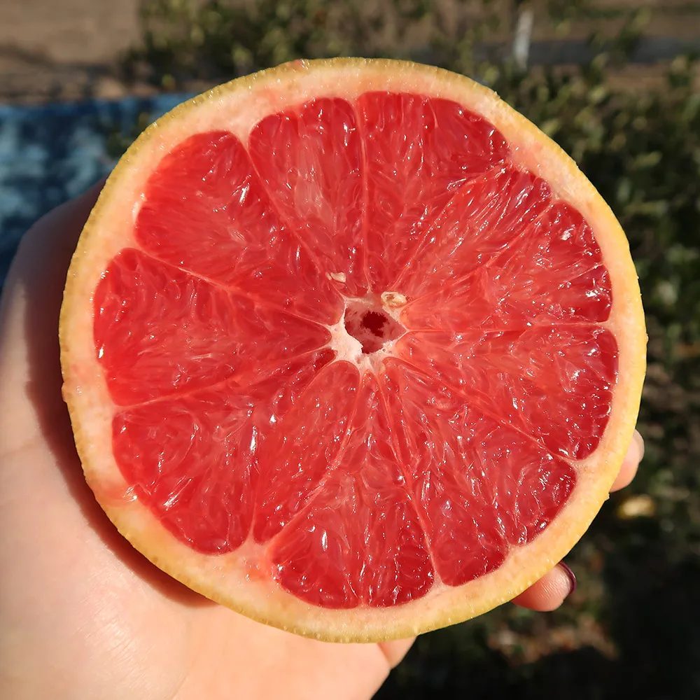 Israeli red grapefruit 5 mouth, 10 mouth, 20 mouth, 50 mouth (medium and 290g about 50 and size)