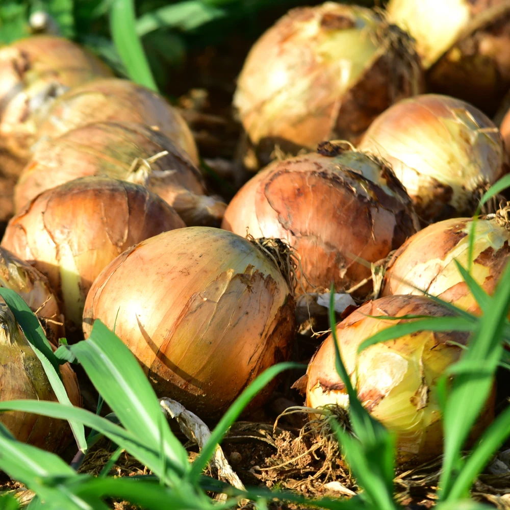 [حديقة الجيش] قبعة بصل محلية الصنع 3 كجم 5 كجم