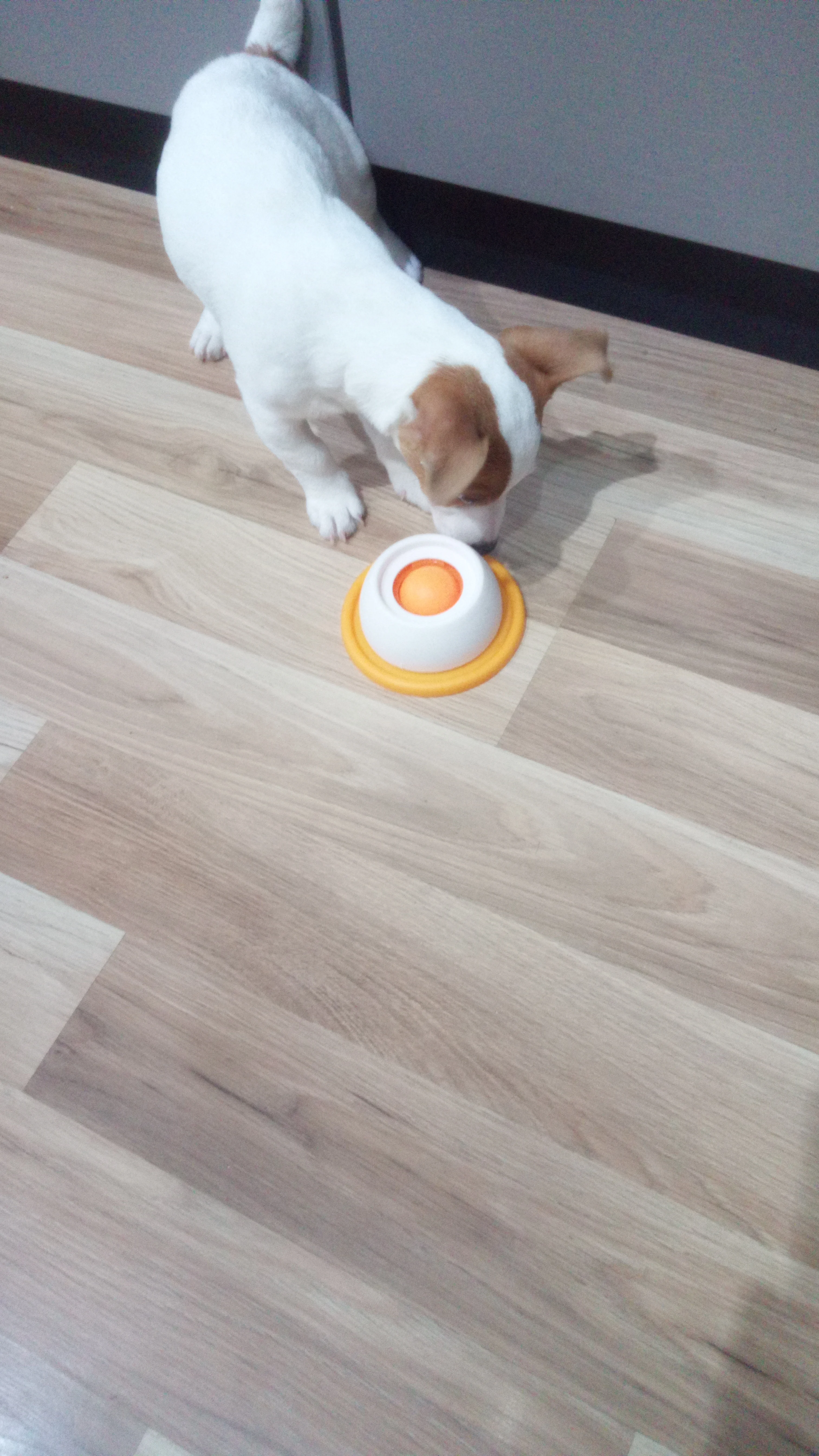 Customer review photo for Pet Lick Bowl with Rolling Ball Slow Feeder