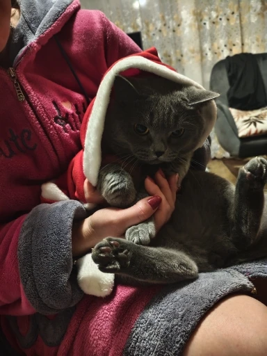 Pet Christmas Costume Set photo review