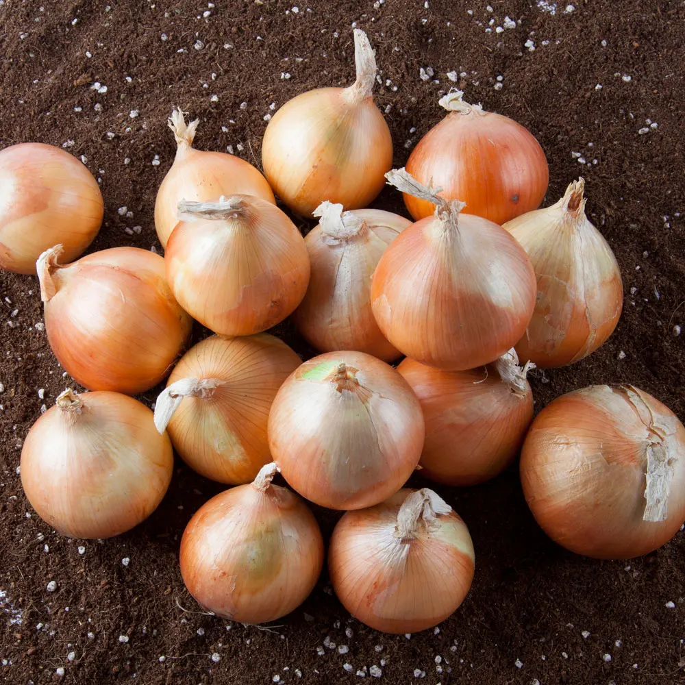 Wuxian Cebolla 25 Años Sombrero Cebolla 3Kg/5Kg/10Kg (Especial/Call/Medio/Set/Especial)