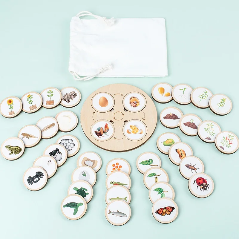 AliExpress NONE Life Cycle Board Montessori Kit Biology Science Education For Kids Sensory Tray Animal Figure Life Cycle Sorting Christmas gift