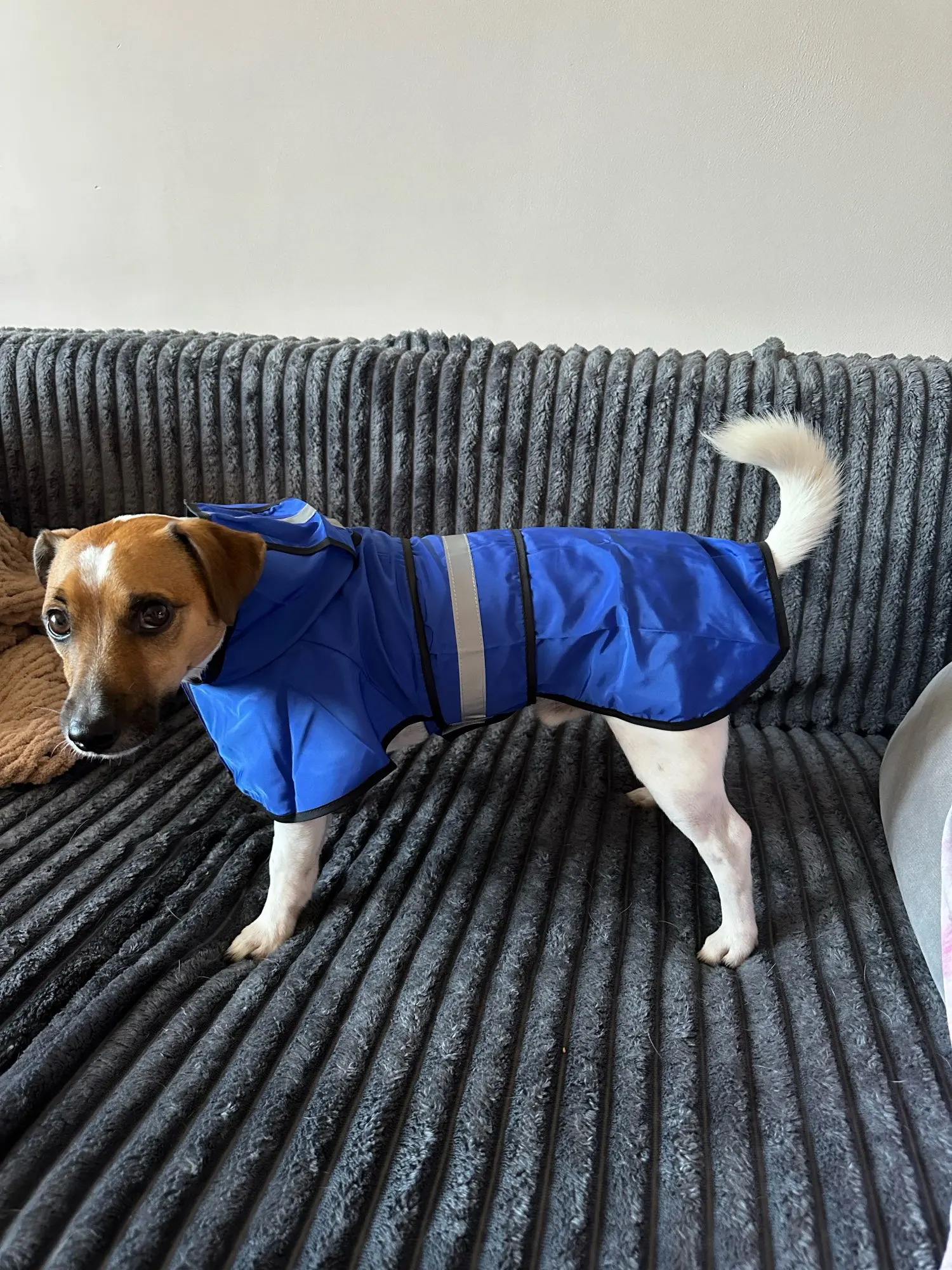 Customer review photo for Waterproof Dog Raincoat — Adjustable, Windproof & Hooded