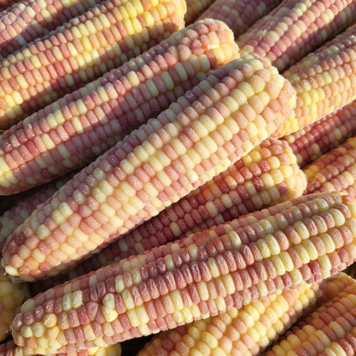 20 of natural sweet corn 4 flavors