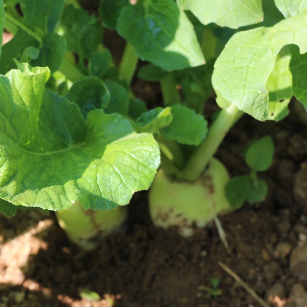 ثوب الغذاء-كوريا جيمشي ، سوار المحلية