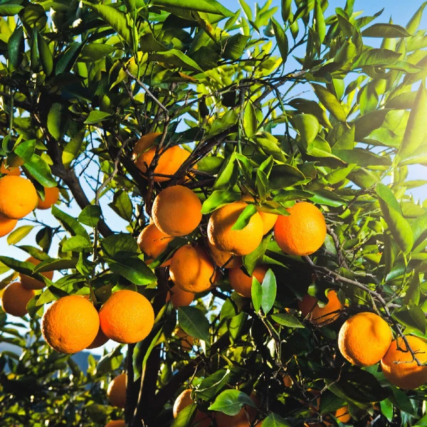 Sunridge صنع أسترالي عالي السكر برتقالي طبيعي دايو 3.5 كجم 7 كجم