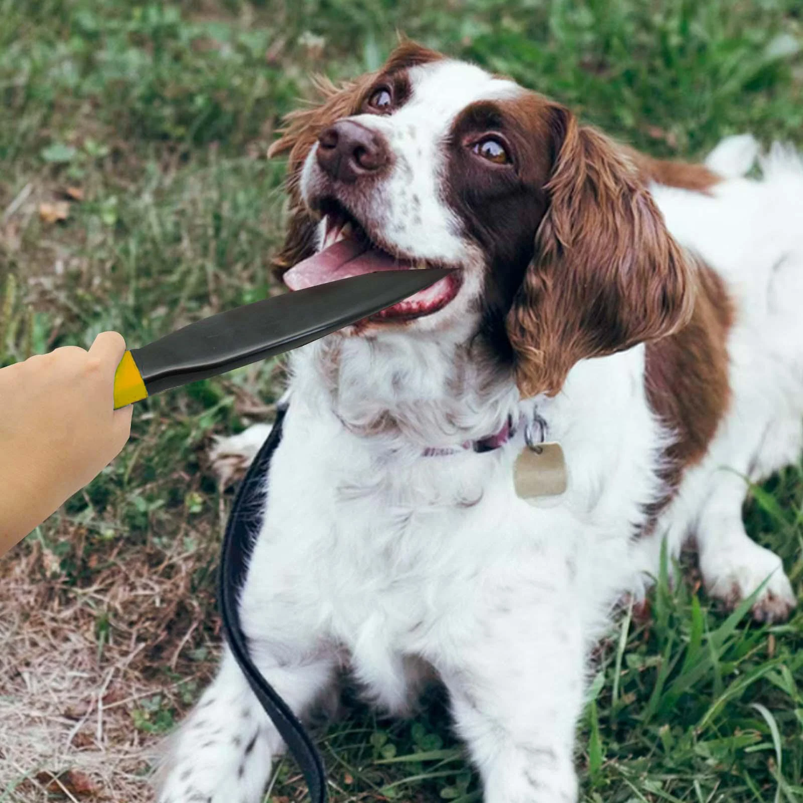 Palo de entrenamiento para mor - Interactive Squeaky Plush Dog Toy reseña y precio