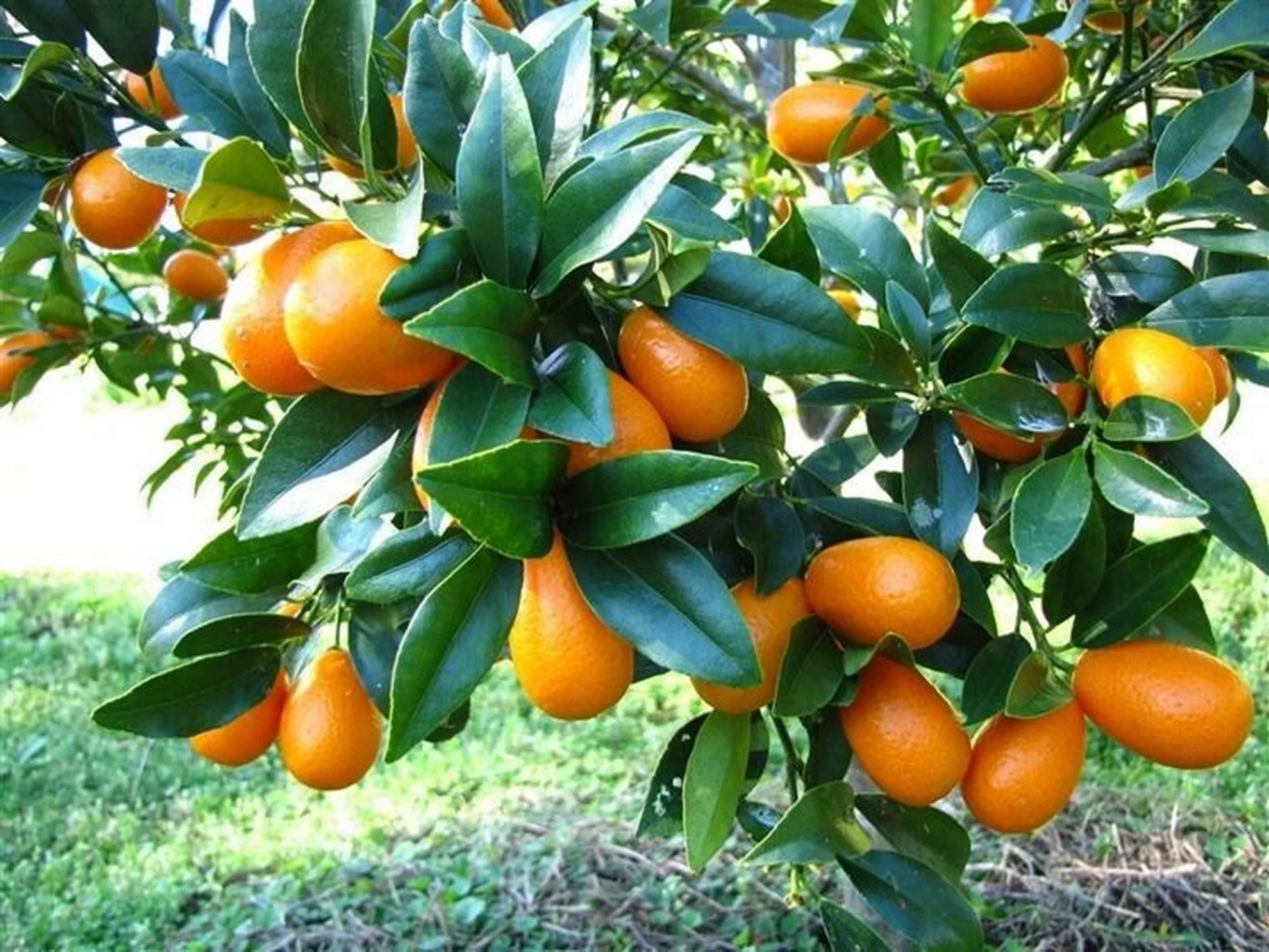 10 semillas de KUMQUAT, semillas orgánicas, semillas frescas