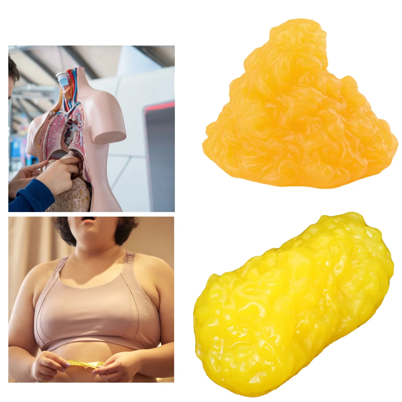 

Human Body Fat Classroom Teaching Physiology Anatomy Model Fitness Train Human Simulated Fat Model for School Hospital Nurse