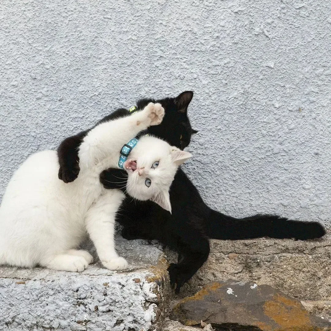 

High Quality Glass Tube Instrument Hot Sale Vacuum Crack Removal Scraping Machine Improve Metabolism Scraping Equipment For Home