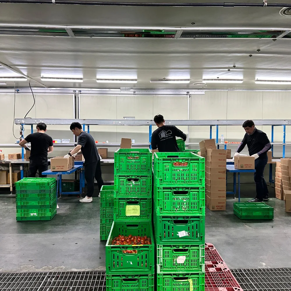 عناب محلي ممتاز ، سكر ليمون حلو وحامض ، عالي ، 1 ، 2 ، 2 ، الاختيار الثالث