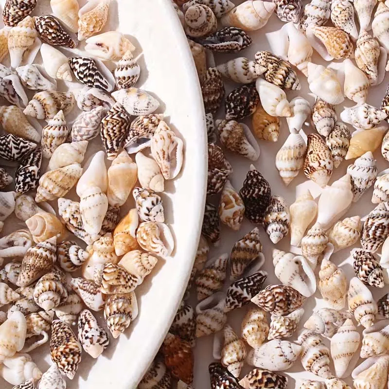 30g  Mini Conch Shell DIY Craft Material for Making Bracelets, Necklaces, and Phone Case Decorations, Random Colors
