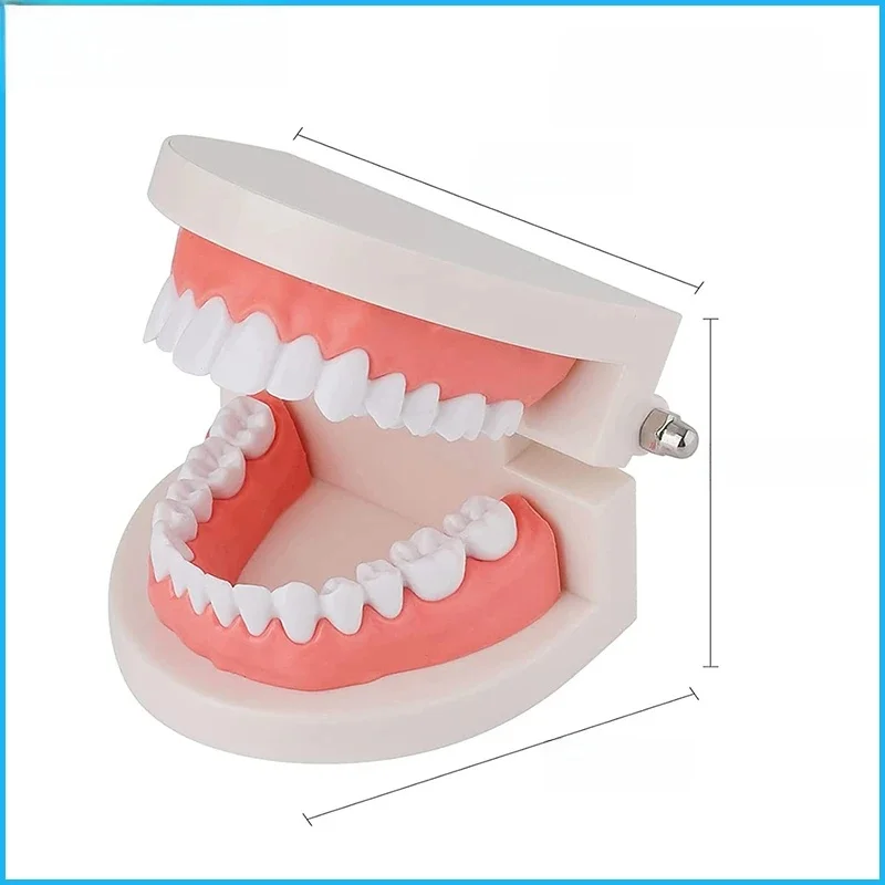 Modèle de démonstration de typodont dentaire, modèles Standard compatibles avec l'enseignement de la dentisterie des enfants, affichage propre, accessoires d'étude