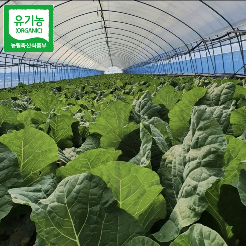 عصير كالي وطازج، عضوي، خالي من المبيدات، للعصير، للعصير.