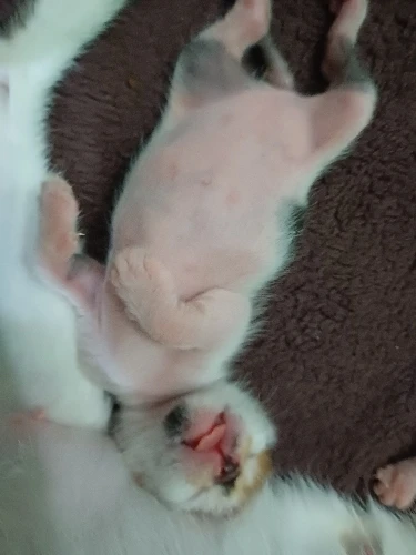 ATTACK SHARK L80 Ultra-Light Tri-Mode Gaming Headset Lightweight Wireless Gaming Headset for PC/PS4/PS5/Switch/Xbox photo review