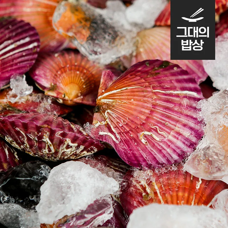 تونغ يونغ-سكالوب أحمر ، 1 ، 25 ميل