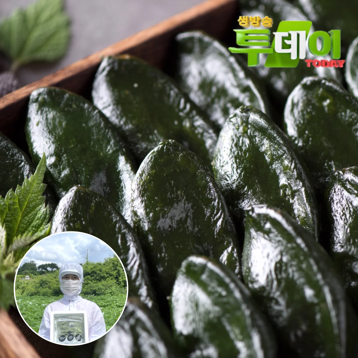 Yeonggwang Mosi Leaf Songpyeon Mosi Tteok  20 pieces