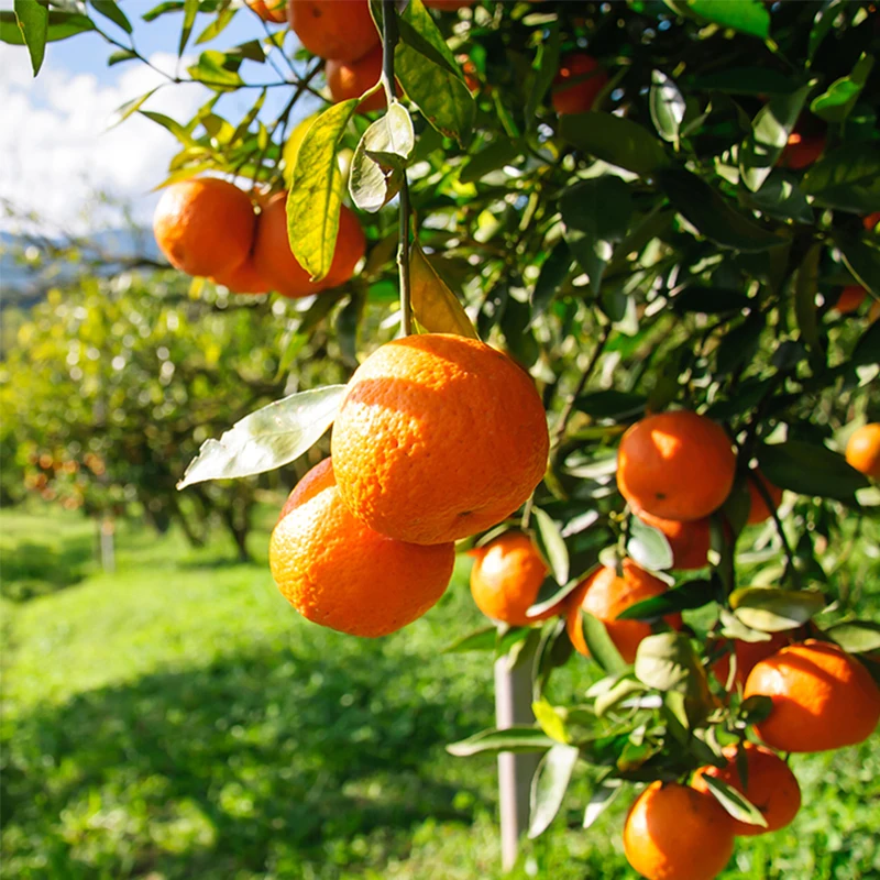 청정제주 새콤달콤 감귤 하우스 감귤