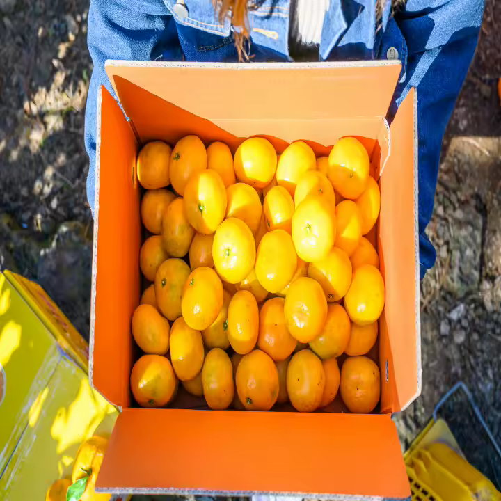 제주땡큐베리팜 로얄특가 노지귤 패키지