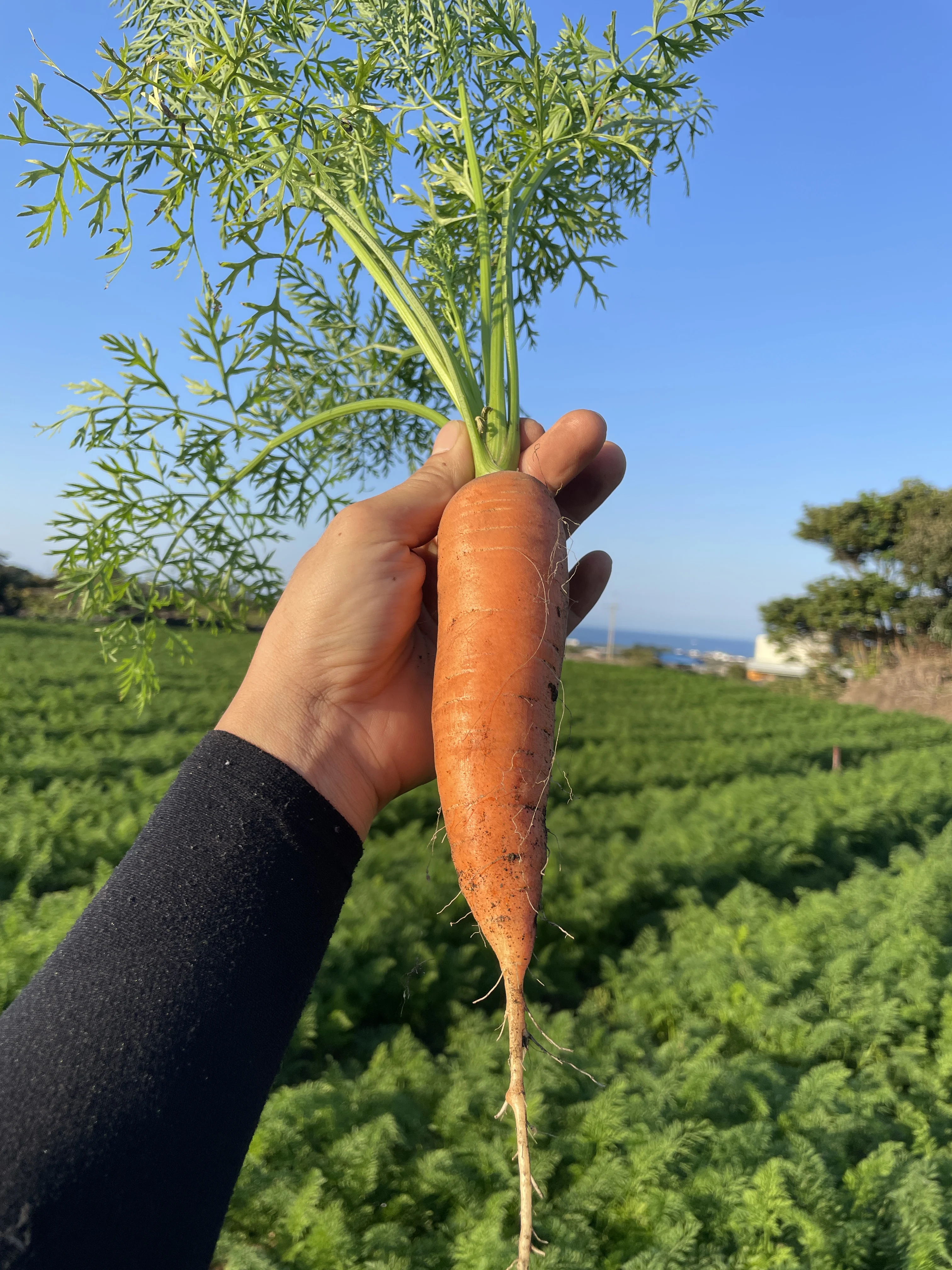 [Jeju DQ Berry Farm] Jeju Guwa Carrot Dirt Carrot 3kg 5kg