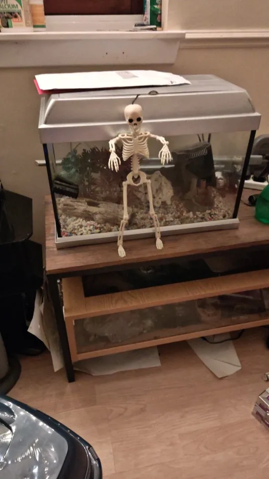 1PC Glowing and Non-glowing 40cm Joint Movable Simulation Skeleton for Halloween Ghost Festival Haunted House Outdoor Decoration photo review