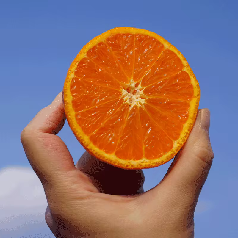 카라향 이미지 1