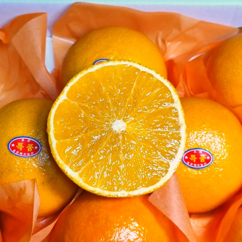 [당도선별] 프리미엄 설날 추석 제주 황금향 선물세트