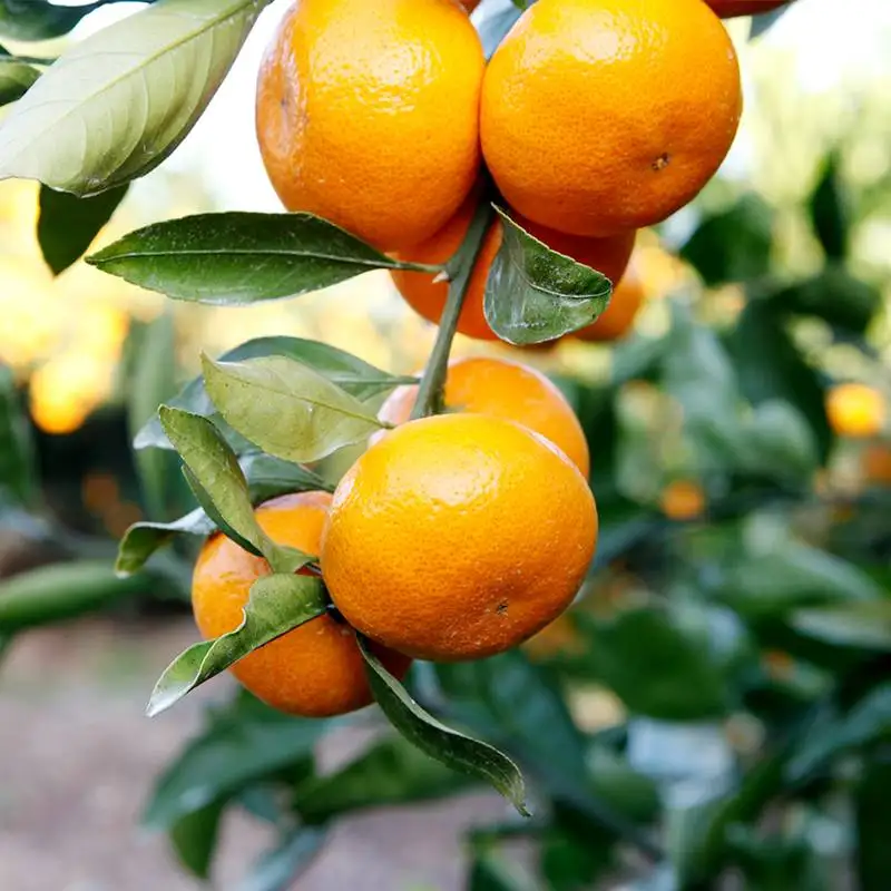 اليوسفي الموسمية Jeju 4.5 كجم ~ مندارين جيجو حلوة وحامضة طازجة يتم شحنها مباشرة من برتقال Jeju Mandarin