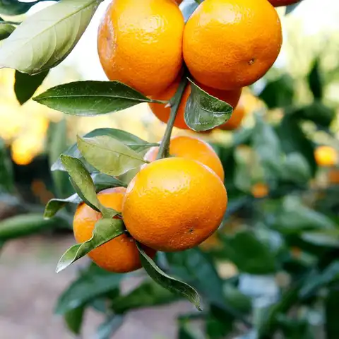 제주 고당도 로얄 황금향 가정용 3kg,4kg,4.5kg,5kg 8 제주 감귤 4.5kg~ 새콤달콤 신선 제철 제주만감류 풍부한 비타민